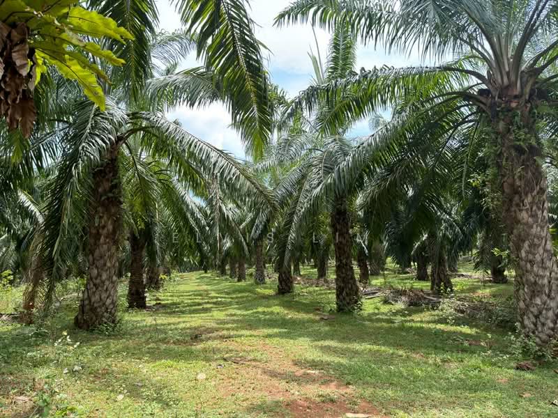 Other Property for Sale in Bedong (Kedah) - Elvis Lim - Garden - PropertyGuru.com.my