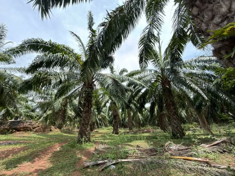 Other Property for Sale in Bedong (Kedah) - Elvis Lim - Garden - PropertyGuru.com.my