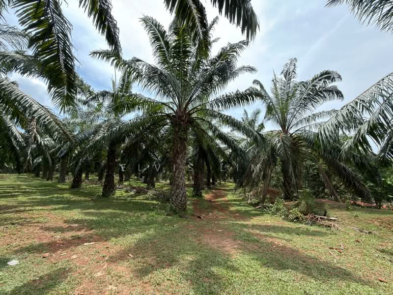 Other Property for Sale in Bedong (Kedah) - Elvis Lim - Exterior - PropertyGuru.com.my