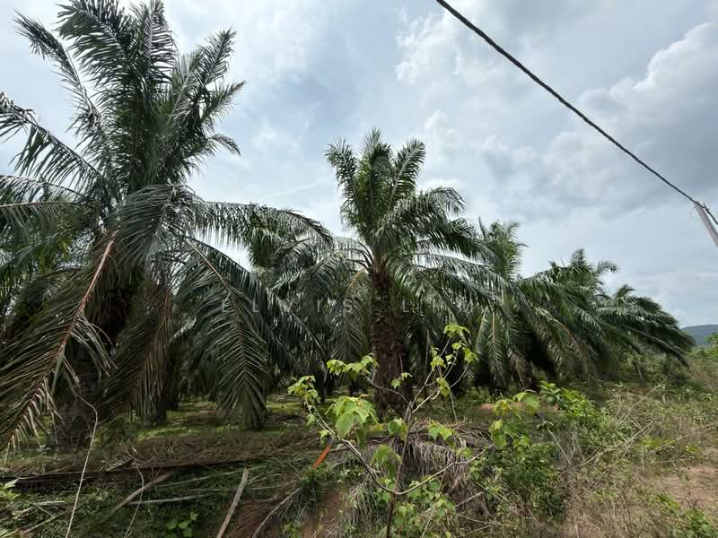 Other Property for Sale in Bedong (Kedah) - Elvis Lim - Exterior - PropertyGuru.com.my