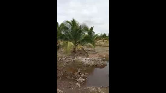 Agricultural Land for Sale in Kampung Lukut (Kota Tinggi) - Bernice Tee - PropertyGuru.com.my