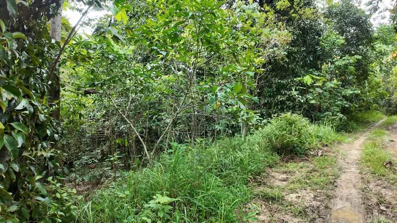 Tanah Pertanian untuk Dijual di Batang Kali (Selangor) - Shiqin Saidin - Exterior - PropertyGuru.com.my