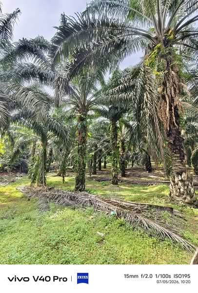 Agricultural Land for Sale in Johor Bahru (Johor) - K S Ong - PropertyGuru.com.my
