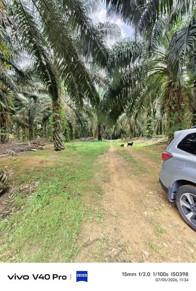 Tanah Pertanian untuk Dijual di Kota Tinggi (Johor) - K S Ong - Exterior - PropertyGuru.com.my