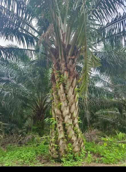 Agricultural Land for Sale in Paloh (Johor) - Jessie Tan - PropertyGuru.com.my