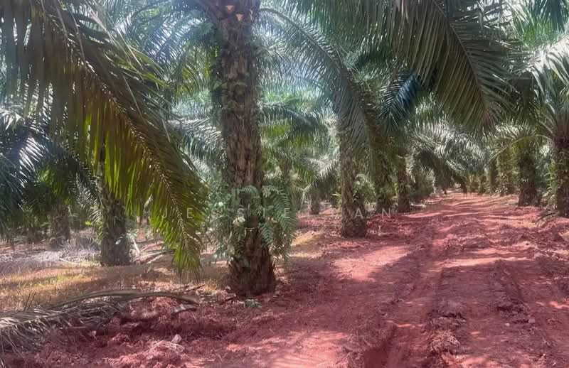 Agricultural Land for Sale in Paloh (Johor) - Jessie Tan - PropertyGuru.com.my
