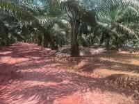 For Sale - Paloh