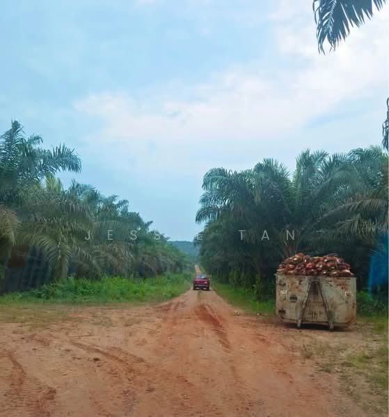 Agricultural Land for Sale in Paloh (Johor) - Jessie Tan - Exterior - PropertyGuru.com.my