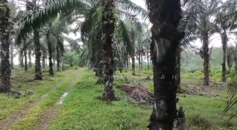 Tanah Pertanian untuk Dijual di Kampung Parit Haji Idris (Grisek) - NOOR HAFIZAH - Exterior - PropertyGuru.com.my