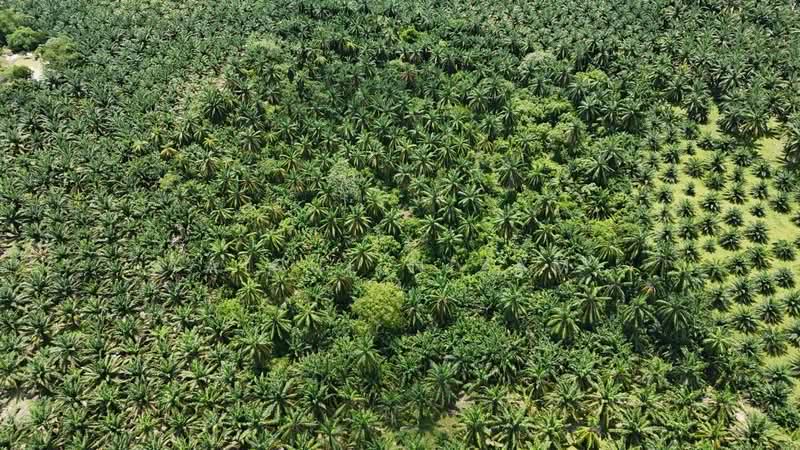 Agricultural Land for Sale in Batu Pahat (Johor) - AIRUL NIZAM - Exterior - PropertyGuru.com.my