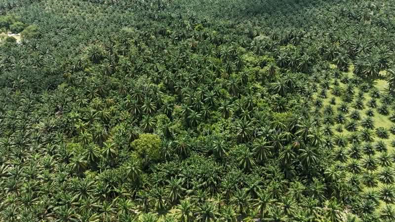 Agricultural Land for Sale in Batu Pahat (Johor) - AIRUL NIZAM - Exterior - PropertyGuru.com.my