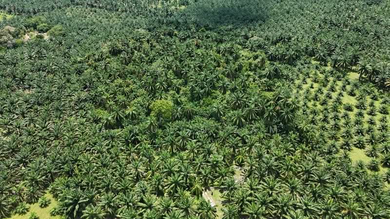 Agricultural Land for Sale in Batu Pahat (Johor) - AIRUL NIZAM - Exterior - PropertyGuru.com.my