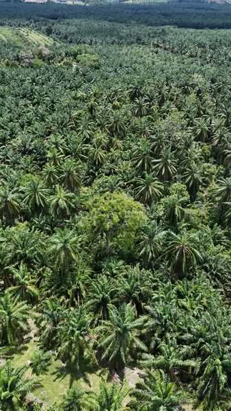 Agricultural Land for Sale in Batu Pahat (Johor) - AIRUL NIZAM - Exterior - PropertyGuru.com.my