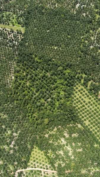 Agricultural Land for Sale in Batu Pahat (Johor) - AIRUL NIZAM - PropertyGuru.com.my