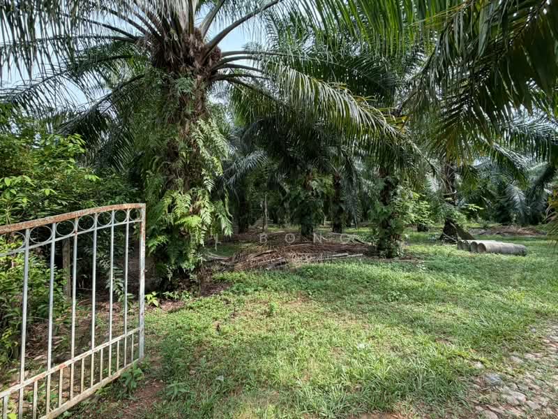 Tanah Pertanian untuk Dijual di Paya Rumput (Melaka) - BL Bong - Exterior - PropertyGuru.com.my