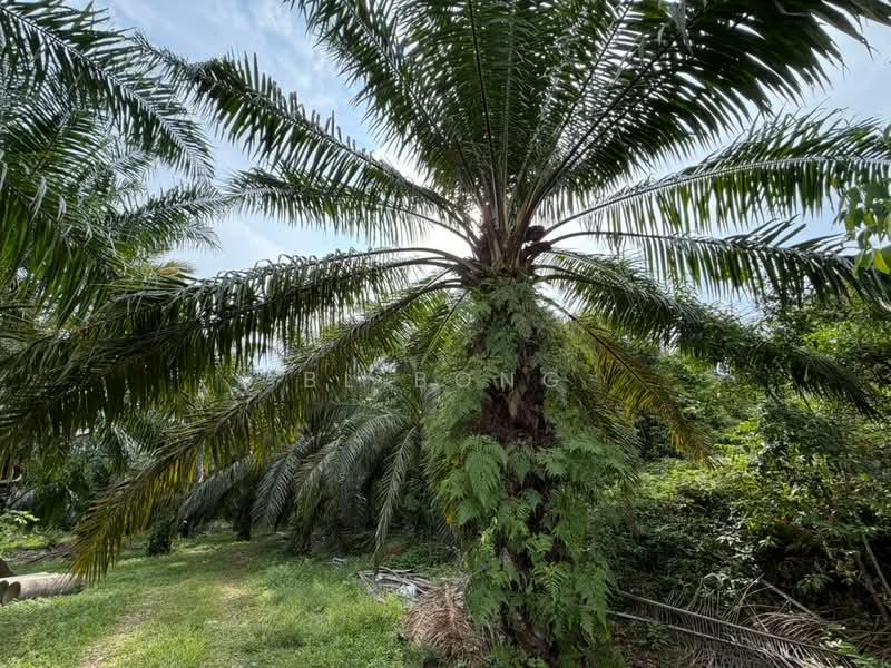 Tanah Pertanian untuk Dijual di Paya Rumput (Melaka) - BL Bong - Exterior - PropertyGuru.com.my