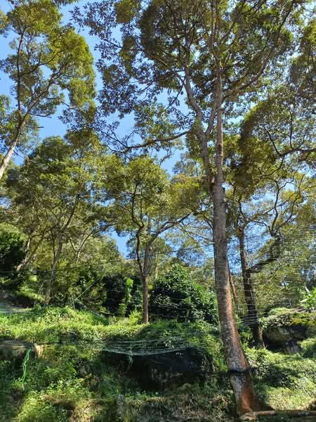 Agricultural Land for Sale in Balik Pulau (Penang) - Su Sim - Garden - PropertyGuru.com.my