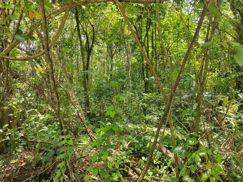 Agricultural Land for Sale in Tanjong Tualang (Perak) - Muniandy A/L Ayannan - Exterior - PropertyGuru.com.my