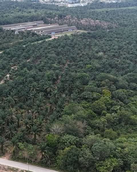 Agricultural Land for Sale in Pekan Nenas (Jeram Batu) - Claire Lai - Exterior - PropertyGuru.com.my
