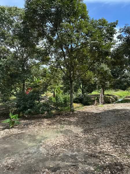 Agricultural Land for Sale in Tangkak (Johor) - KS Yeo - Garden - PropertyGuru.com.my