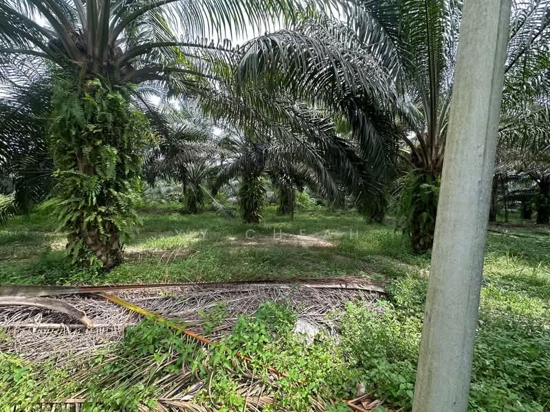 Tanah Pertanian untuk Dijual di Jeram (Perak) - YY Cheah - Garden - PropertyGuru.com.my