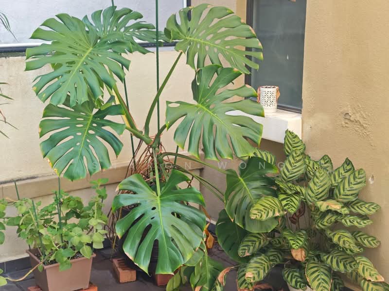 Rumah Berkembar untuk Dijual di Bandar Sungai Long (Selangor) - Sharon Wong - Balcony - PropertyGuru.com.my