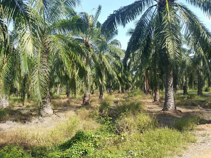 Tanah Pertanian untuk Dijual di Batas Pinang Sungai Acheh (Nibong Tebal) - Zalelawati . - Garden - PropertyGuru.com.my