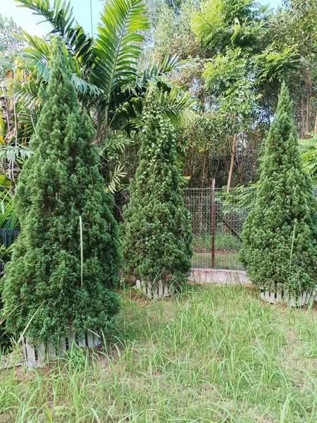 Rumah Bandar untuk Dijual di Masai (Johor) - Charlene Chew - Garden - PropertyGuru.com.my