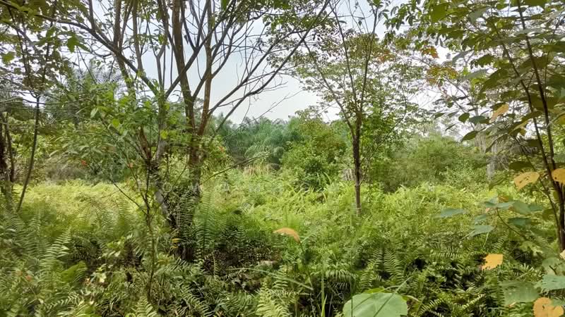 Tanah Pertanian untuk Dijual di Chaah (Johor) - Seowamiga Ten - Exterior - PropertyGuru.com.my