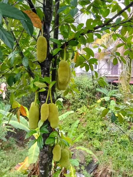 Semi-Detached House for Sale in Kota Emerald (Rawang) - Sara Ooi - Garden - PropertyGuru.com.my