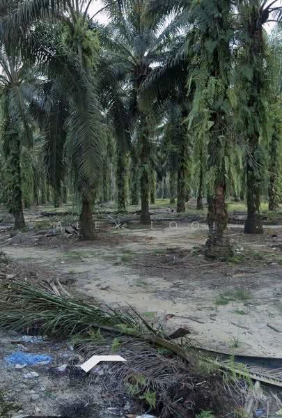 Tanah Perindustrian untuk Dijual di Pekan Nenas (Jeram Batu) - Alex Looi - Exterior - PropertyGuru.com.my