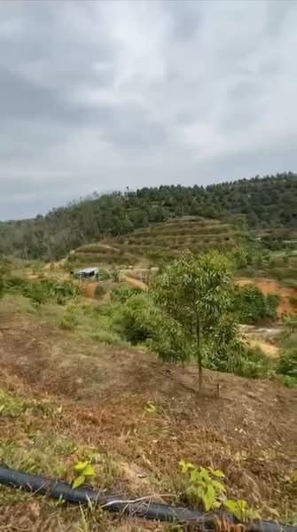 Agricultural Land for Sale in Cheroh (Raub) - Stephanie . - Exterior - PropertyGuru.com.my