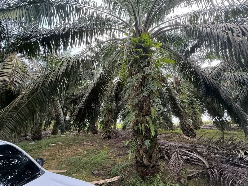 Tanah Perindustrian untuk Dijual di Senai (Johor) - Jessie Tan - Exterior - PropertyGuru.com.my
