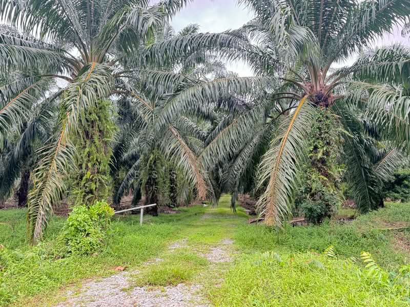 Tanah Pertanian untuk Dijual di Kampung Chokoh Besar (Serkat) - Jessie Tan - Exterior - PropertyGuru.com.my