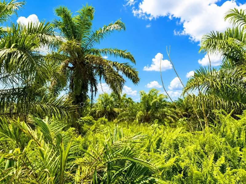 Agricultural Land for Sale in Pontian (Johor) - Joreen Lee - Garden - PropertyGuru.com.my