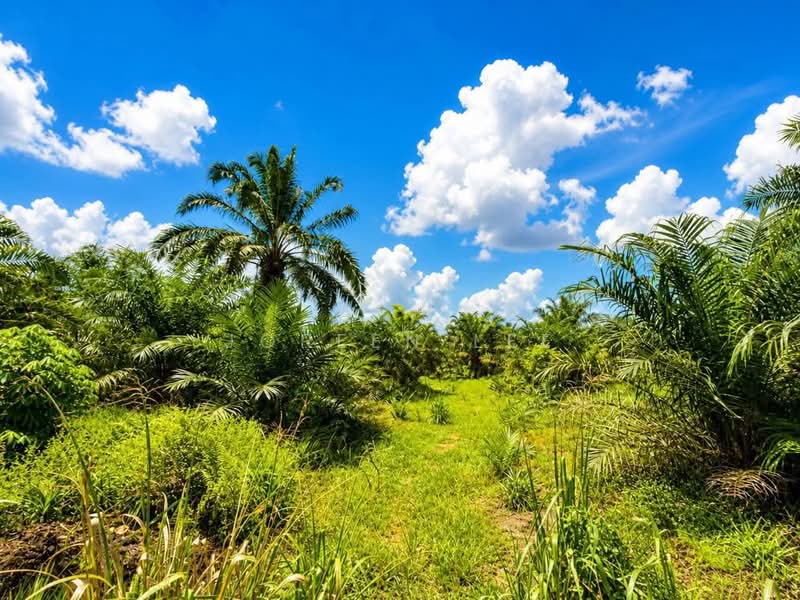 Agricultural Land for Sale in Pontian (Johor) - Joreen Lee - Exterior - PropertyGuru.com.my