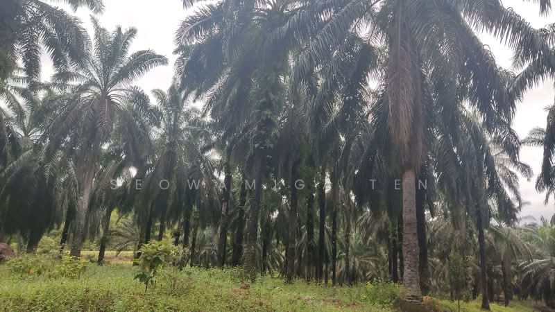 Agricultural Land for Sale in Mersing (Johor) - Seowamiga Ten - PropertyGuru.com.my