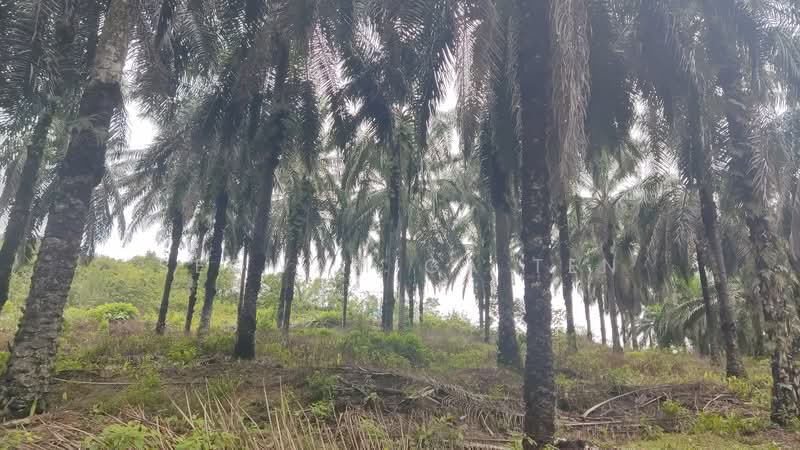 Agricultural Land for Sale in Mersing (Johor) - Seowamiga Ten - Exterior - PropertyGuru.com.my