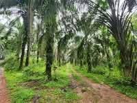 For Sale - Batu Arang
