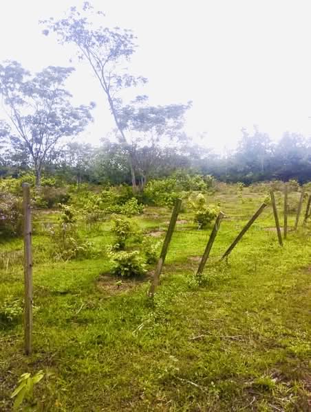 Tanah Pertanian untuk Dijual di Alor Gajah (Melaka) - Mohd Redzuan - Garden - PropertyGuru.com.my