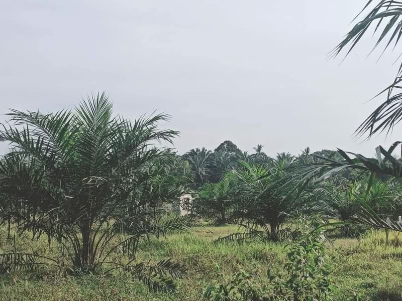 Tanah Pertanian untuk Dijual di Tanjong Tualang (Perak) - Kelvin Foo - Garden - PropertyGuru.com.my