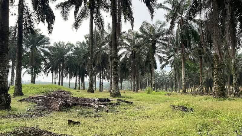 Agricultural Land for Sale in Jeram Batu (Johor) - Joanna Koo - Garden - PropertyGuru.com.my