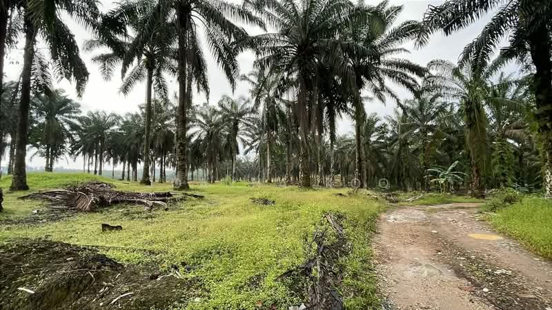 Tanah Pertanian untuk Dijual di Pekan Nenas (Jeram Batu) - Joanna Koo - Exterior - PropertyGuru.com.my
