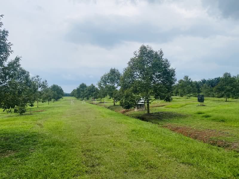 Agricultural Land for Sale in Chamek (Paloh) - Karen Yeo - PropertyGuru.com.my