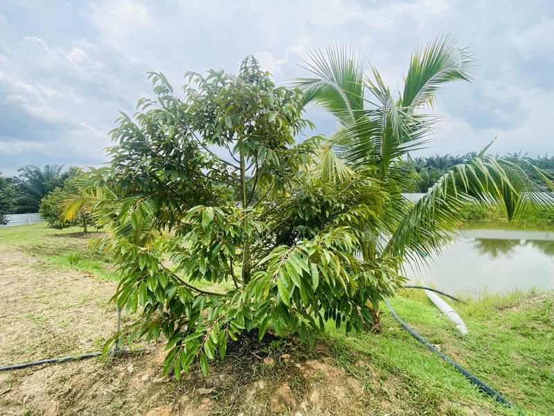 Agricultural Land for Sale in Chamek (Paloh) - Karen Yeo - PropertyGuru.com.my