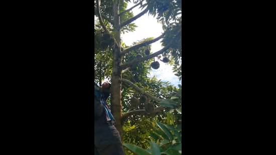 Agricultural Land for Sale in Lanchang (Pahang) - Willa Wong - PropertyGuru.com.my