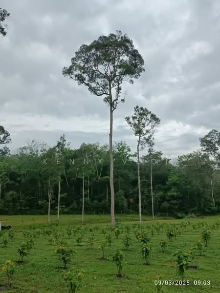 Tanah Pertanian untuk Dijual di Ulu Yam (Selangor) - Kenny Voon - Garden - PropertyGuru.com.my