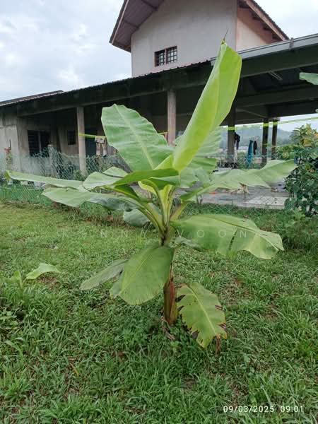 Tanah Pertanian untuk Dijual di Ulu Yam (Selangor) - Kenny Voon - Exterior - PropertyGuru.com.my