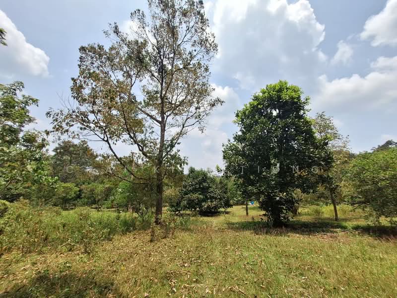 Agricultural Land for Sale in Felda Panching Utara (Kuantan) - Chai Kiew Tiong - Garden - PropertyGuru.com.my