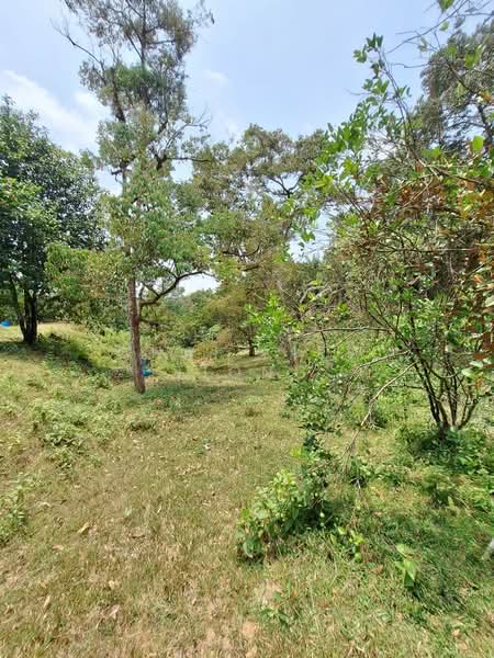 Agricultural Land for Sale in Felda Panching Utara (Kuantan) - Chai Kiew Tiong - Garden - PropertyGuru.com.my
